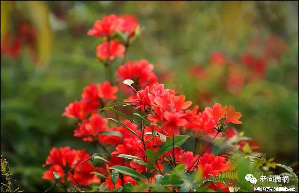 【春天,广西桂林灌阳县向您发出邀请!】登麒麟山,相约映山红 - 游山玩水 - 绍兴生活社区 - 绍兴28生活网 sx.28life.com