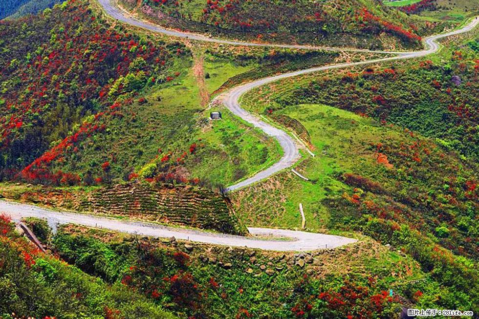 【春天,广西桂林灌阳县向您发出邀请!】春木界上映山红 - 游山玩水 - 绍兴生活社区 - 绍兴28生活网 sx.28life.com