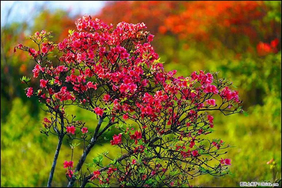 【春天,广西桂林灌阳县向您发出邀请!】春木界上映山红 - 游山玩水 - 绍兴生活社区 - 绍兴28生活网 sx.28life.com