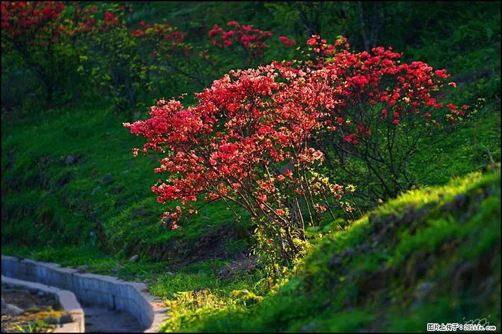【春天,广西桂林灌阳县向您发出邀请!】春木界上映山红 - 游山玩水 - 绍兴生活社区 - 绍兴28生活网 sx.28life.com