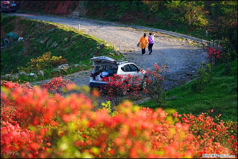 【春天,广西桂林灌阳县向您发出邀请!】春木界上映山红 - 游山玩水 - 绍兴生活社区 - 绍兴28生活网 sx.28life.com