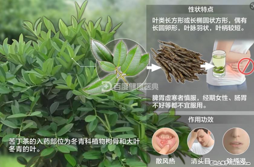 苦丁茶有哪些功效和作用 - 生活百科 - 绍兴生活社区 - 绍兴28生活网 sx.28life.com