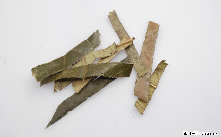 苦丁茶有哪些功效和作用 - 生活百科 - 绍兴生活社区 - 绍兴28生活网 sx.28life.com