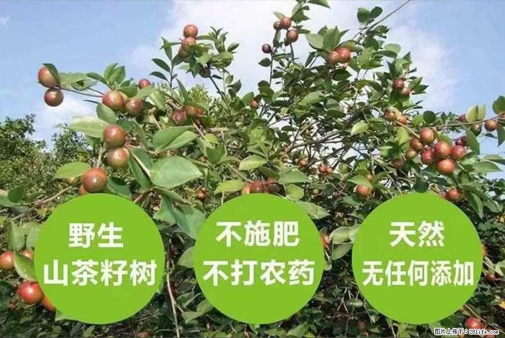 【灌阳县油茶产业示范区】一个有着充实的精神生活的人,对待身外之物自会有一种淡泊的态度 - 美食天地 - 绍兴生活社区 - 绍兴28生活网 sx.28life.com