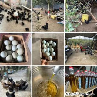 油茶园从小鸡仔开始养起的纯土鸡、土鸡蛋可以预定啦！还有前几天刚榨的纯山茶油哦 - 绍兴28生活网 sx.28life.com