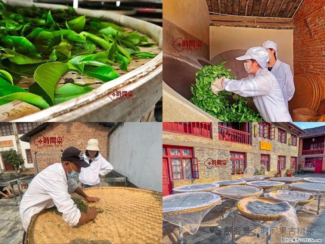 时间果百年古树龙珠普洱生茶 - 购物交流 - 绍兴生活社区 - 绍兴28生活网 sx.28life.com