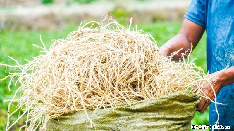 堪称“最难吃”的蔬菜,却是 “抗辐射神器”,还能护肺、清热、止咳化痰! - 绍兴生活资讯 - 绍兴28生活网 sx.28life.com