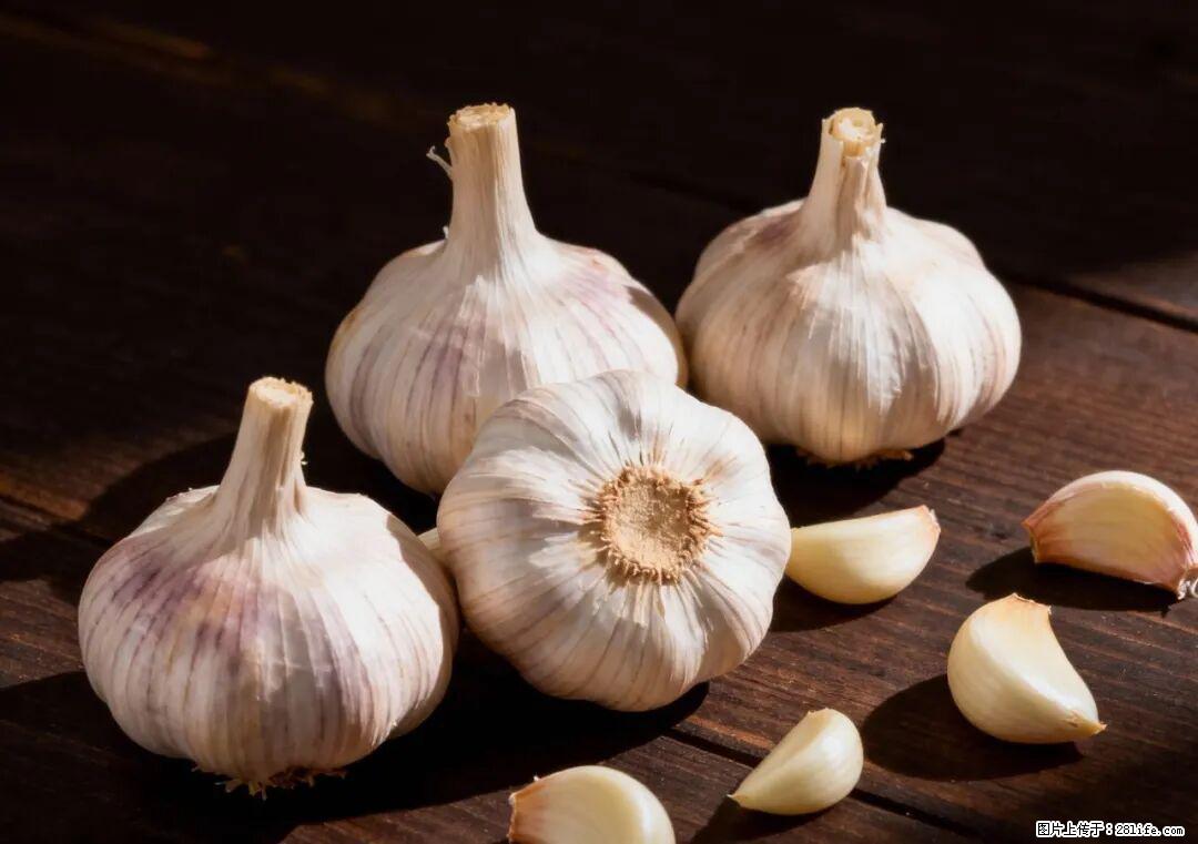 关于大蒜,除了“天然抗生素”,这4个谣言更该警惕! - 绍兴生活资讯 - 绍兴28生活网 sx.28life.com