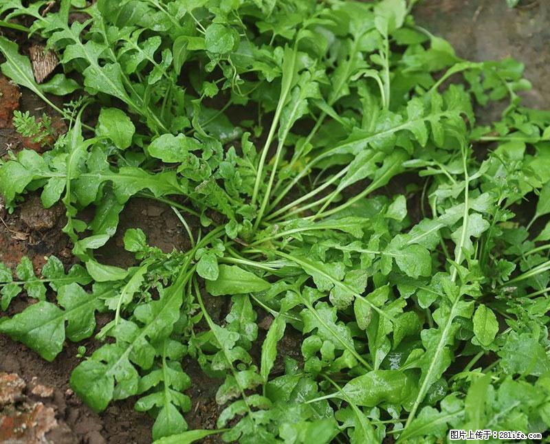 这些蔬菜是“天然钙片”，这6种被医生重点推荐 - 绍兴生活资讯 - 绍兴28生活网 sx.28life.com