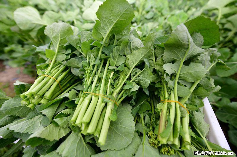 这些蔬菜是“天然钙片”，这6种被医生重点推荐 - 绍兴生活资讯 - 绍兴28生活网 sx.28life.com